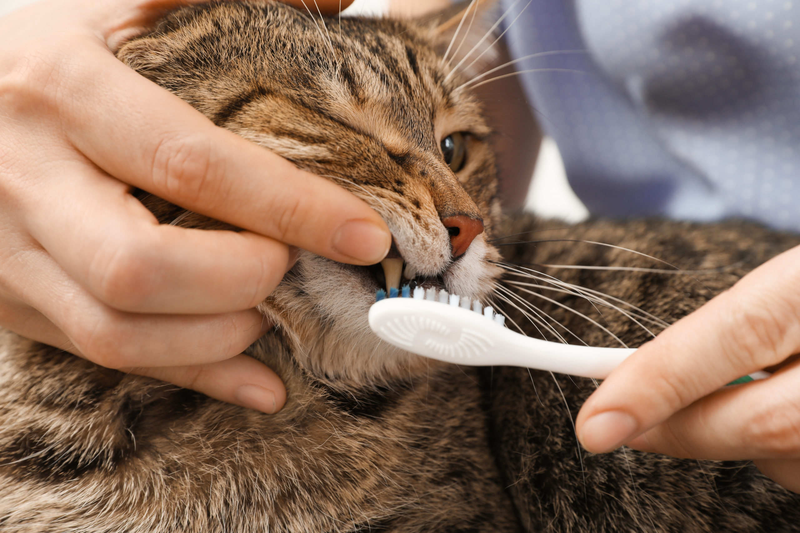 All About Cat Toothpaste